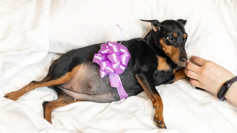 Signs Your Pregnant Dog's Labor Isn't Going As Planned