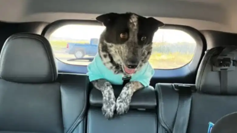 Adorable Cattle Dog Is Totally Shook After Seeing A Horse For The First Time