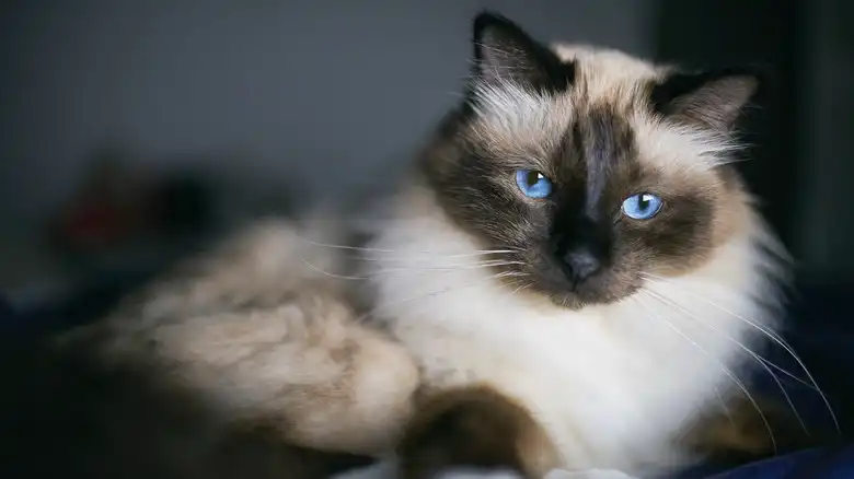 A Family-Friendly Cat Breed Known For Its Gorgeous Blue Eyes Is Also Easy To Train