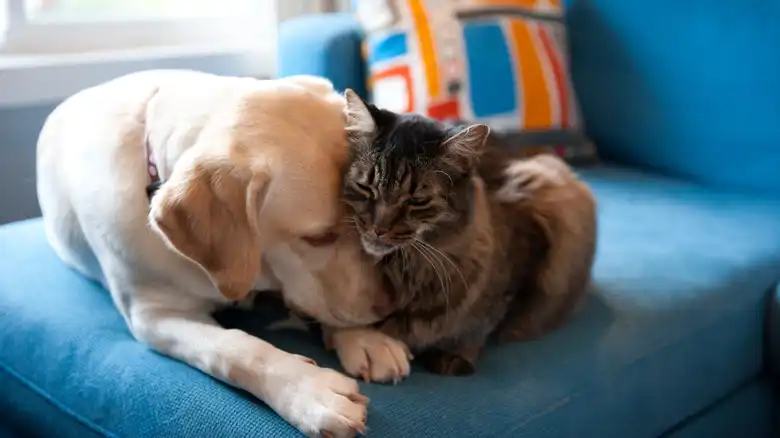 13 Tips To Help Your Cat And Dog Become Best Friends