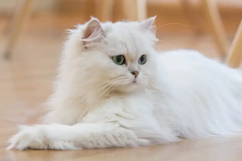 How To Identify A Persian Cat
