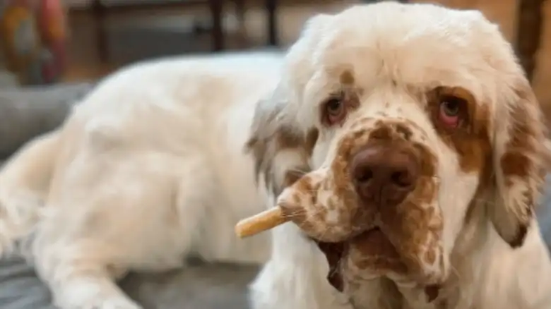 Clumber Spaniel Discovers Fall Decorations And Turns Into A 'Pumpkin Goblin'