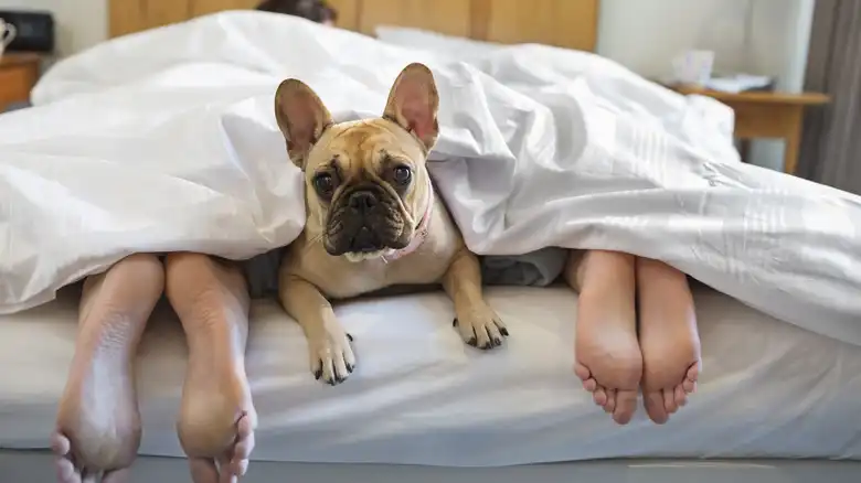 How To Stop Your Dog From Sleeping In Your Bed