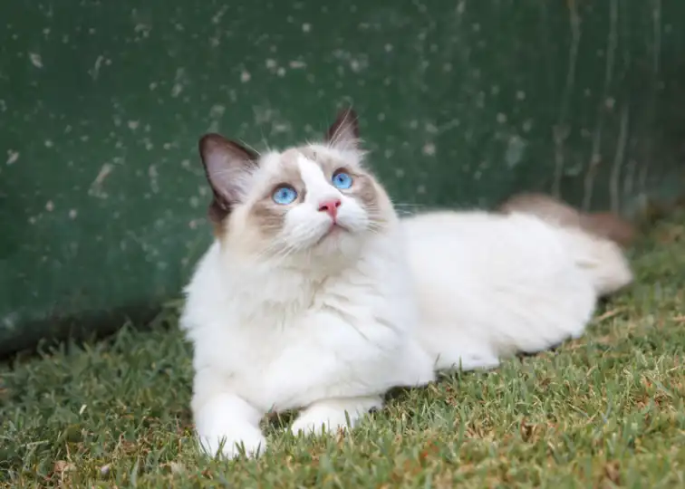 The Differences Between Ragdoll & Birman Cats