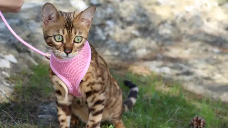 Never Skip These Crucial Steps When Leash Training A Cat