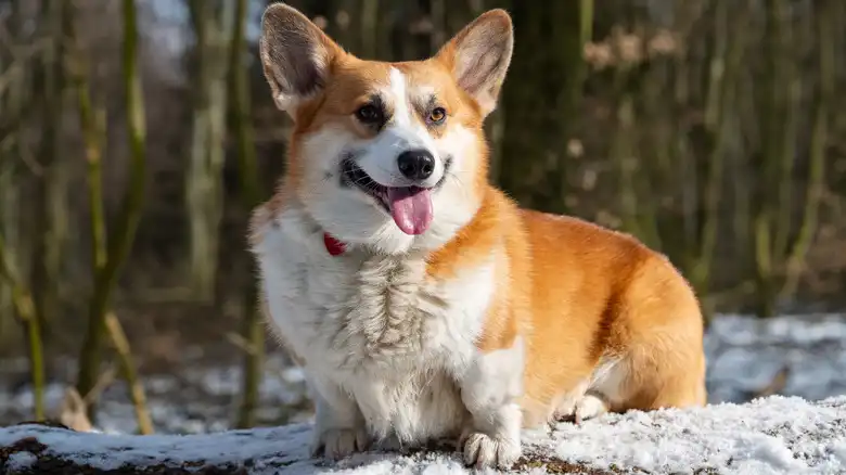 Why You Should Think Twice Before Adopting A Corgi